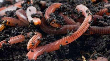 Ngeri Arti Mimpi Cacing Melihat Membunuh Makan Dan Muntah