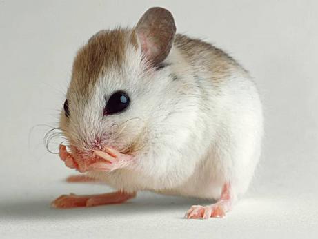 Arti Mimpi Tikus